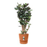 greenville rund 40cm ingwer braun